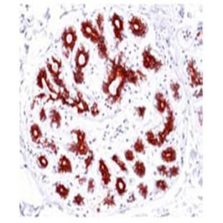 anti-BCL2-Associated X Protein (BAX) (Internal Region) antibody avatar