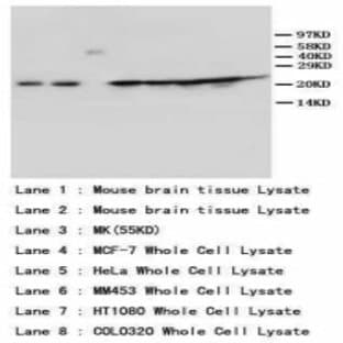 anti-BCL2-Associated X Protein (BAX) (N-Term) antibody