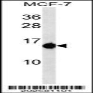 anti-BCL2-Associated X Protein (BAX) antibody avatar