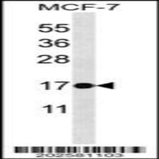 anti-BCL2-Associated X Protein (BAX) (AA 28-56) antibody avatar