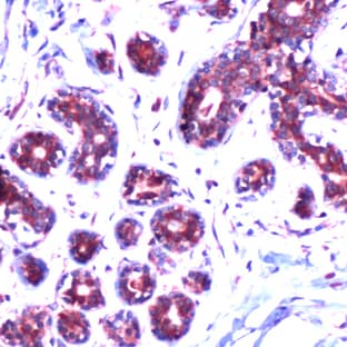 anti-BCL2-Associated X Protein (BAX) (Internal Region) antibody avatar