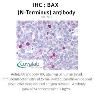 anti-BCL2-Associated X Protein (BAX) (N-Term) antibody avatar
