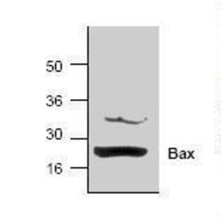 anti-BCL2-Associated X Protein (BAX) (N-Term) antibody avatar