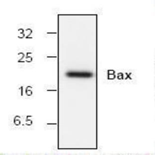 anti-BCL2-Associated X Protein (BAX) antibody avatar