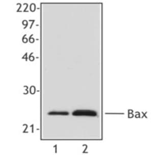 anti-BCL2-Associated X Protein (BAX) antibody avatar