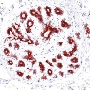 anti-BCL2-Associated X Protein (BAX) (Internal Region) antibody avatar