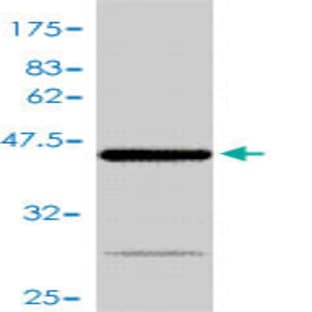 anti-BCL2-Associated X Protein (BAX) (AA 1-192) antibody avatar
