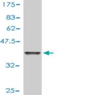 anti-BCL2-Associated X Protein (BAX) (AA 1-100) antibody avatar