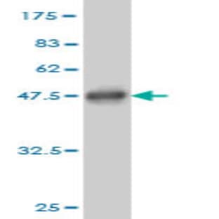 anti-BCL2-Associated X Protein (BAX) (AA 1-192) antibody avatar