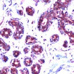 anti-BCL2-Associated X Protein (BAX) (Internal Region) antibody