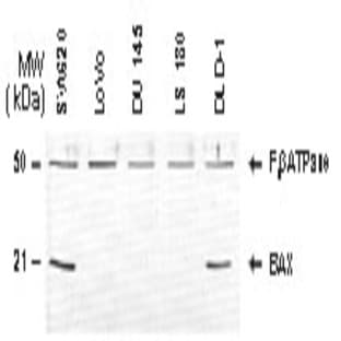 anti-BCL2-Associated X Protein (BAX) (AA 43-61) antibody avatar