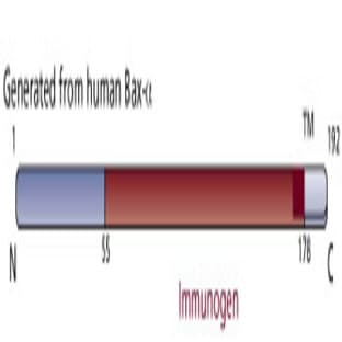 anti-BCL2-Associated X Protein (BAX) (AA 55-178) antibody avatar