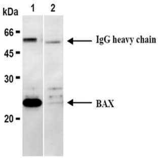 anti-BCL2-Associated X Protein (BAX) (N-Term) antibody avatar