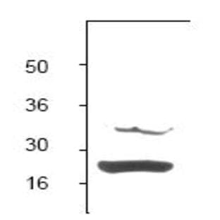 anti-BCL2-Associated X Protein (BAX) (N-Term) antibody avatar