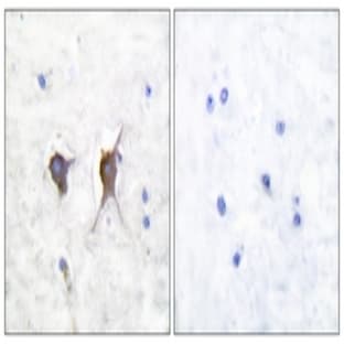 anti-BCL2-Associated X Protein (BAX) antibody avatar