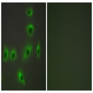 anti-BCL2-Associated X Protein (BAX) antibody avatar