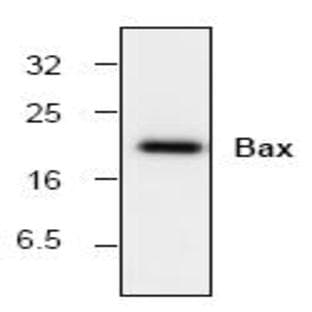 anti-BCL2-Associated X Protein (BAX) antibody avatar