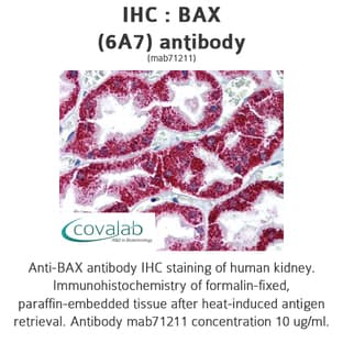 anti-BCL2-Associated X Protein (BAX) antibody avatar