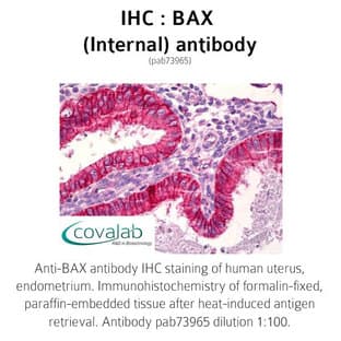 anti-BCL2-Associated X Protein (BAX) (Internal Region) antibody