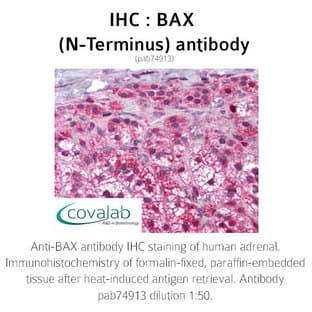 anti-BCL2-Associated X Protein (BAX) (N-Term) antibody avatar