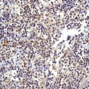 anti-BCL2-Associated X Protein (BAX) antibody avatar