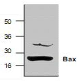 anti-BCL2-Associated X Protein (BAX) (N-Term) antibody avatar