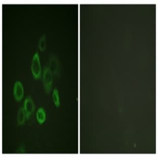 anti-BCL2-Associated X Protein (BAX) antibody
