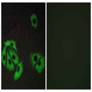 anti-BCL2-Associated X Protein (BAX) antibody