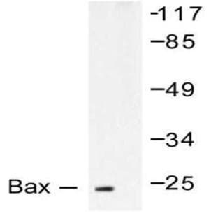 anti-BCL2-Associated X Protein (BAX) antibody