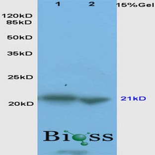 anti-BCL2-Associated X Protein (BAX) antibody