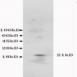 anti-BCL2-Associated X Protein (BAX) antibody