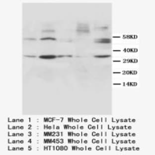 anti-Cyclin D1 (CCND1) (N-Term) antibody avatar