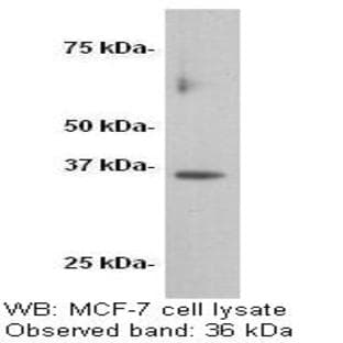 anti-Cyclin D1 (CCND1) (C-Term) antibody avatar