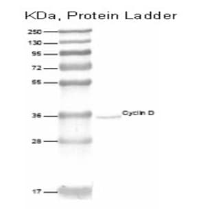 anti-Cyclin D1 (CCND1) (C-Term) antibody avatar