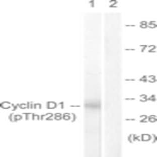 anti-Cyclin D1 (CCND1) (pThr286) antibody avatar