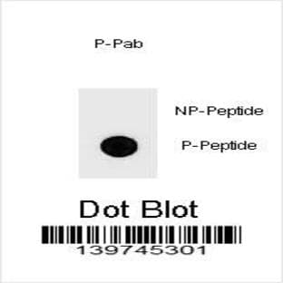 anti-B-Cell CLL/lymphoma 2 (BCL2) (pTyr174) antibody avatar