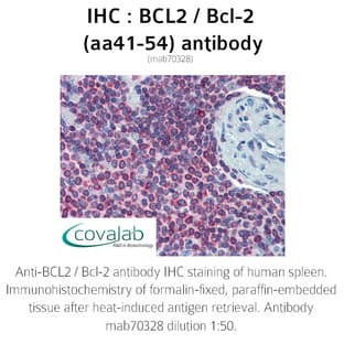 anti-B-Cell CLL/lymphoma 2 (BCL2) (AA 41-54) antibody avatar