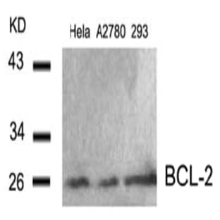 anti-B-Cell CLL/lymphoma 2 (BCL2) (AA 54-58) antibody avatar