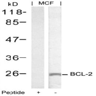 anti-B-Cell CLL/lymphoma 2 (BCL2) (Ser70) antibody avatar