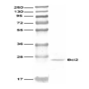 anti-B-Cell CLL/lymphoma 2 (BCL2) antibody avatar