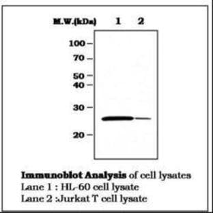 anti-B-Cell CLL/lymphoma 2 (BCL2) antibody avatar