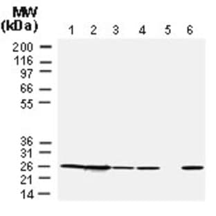 anti-B-Cell CLL/lymphoma 2 (BCL2) (AA 41-54) antibody avatar