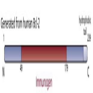 anti-B-Cell CLL/lymphoma 2 (BCL2) (AA 49-179) antibody avatar