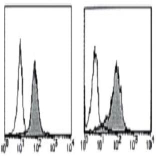 anti-B-Cell CLL/lymphoma 2 (BCL2) antibody (PE) avatar