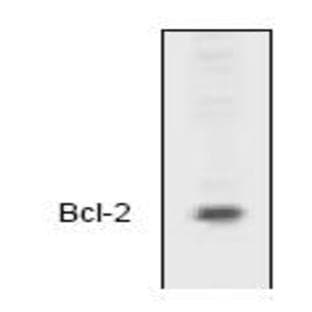 anti-B-Cell CLL/lymphoma 2 (BCL2) (N-Term) antibody avatar