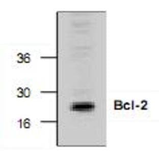 anti-B-Cell CLL/lymphoma 2 (BCL2) (N-Term) antibody avatar