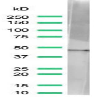 anti-Actin, beta (ACTB) (N-Term) antibody avatar