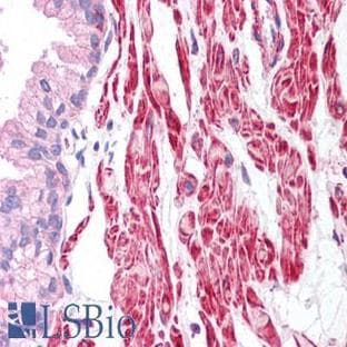 anti-Actin, beta (ACTB) (C-Term) antibody avatar