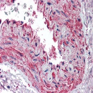 anti-Actin, beta (ACTB) antibody avatar