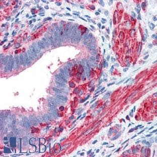 anti-Actin, beta (ACTB) (N-Term) antibody avatar